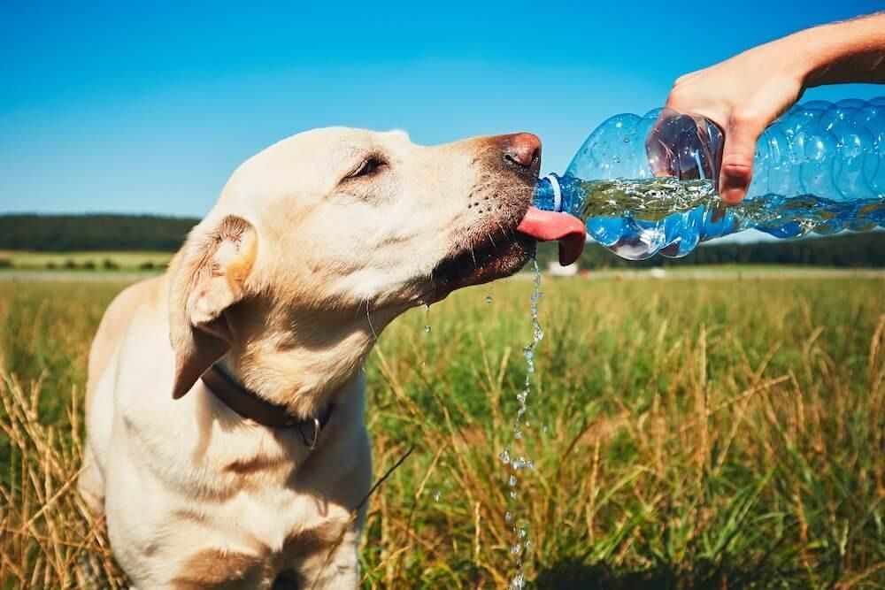 Evcil Hayvanlar İçin Arıtılmış Su: Kediler ve Köpekler Hangi Suyu İçmeli?